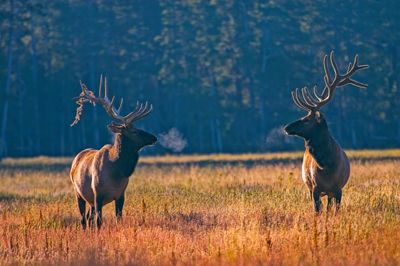 2 large elk stand facing each other, in a field. The air is cold, as the elk's breath is visible near their noses.